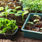 Plant seedlings in trays