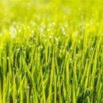 Closeup of Lawn Grass