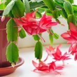 A Christmas cactus in bloom.