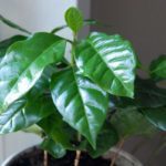 Coffee Tree Gown Indoors