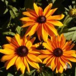 Black Eyed Susan flowers (Rudbeckia)