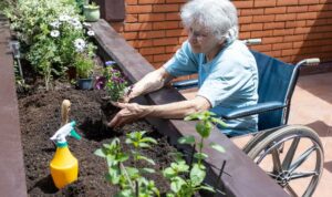 Person in wheelchair gardening in an elevated garden bed.